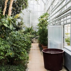 Hotel de bonsai com cuidado diário para suas árvores