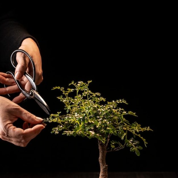 Mestre cuidando de bonsai na manutenção