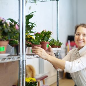 Hotel de bonsai e manutenção periódica