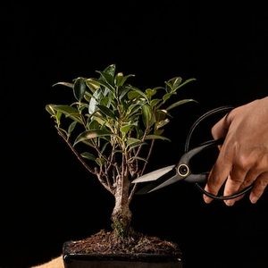 Escolha de bonsai no estúdio